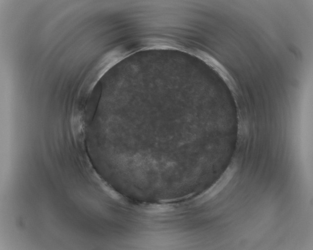 X0000113981385200910161612