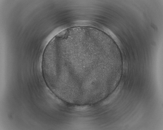 X0000113981386200910161612