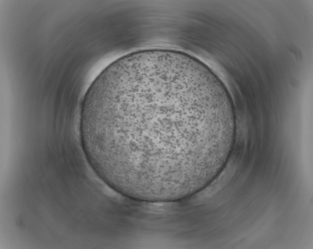 X0000113981390200910161612