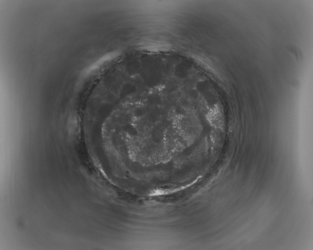 X0000113981398200910161612