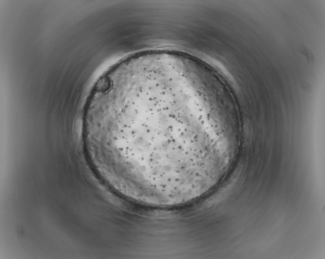 X0000113981424200910161612