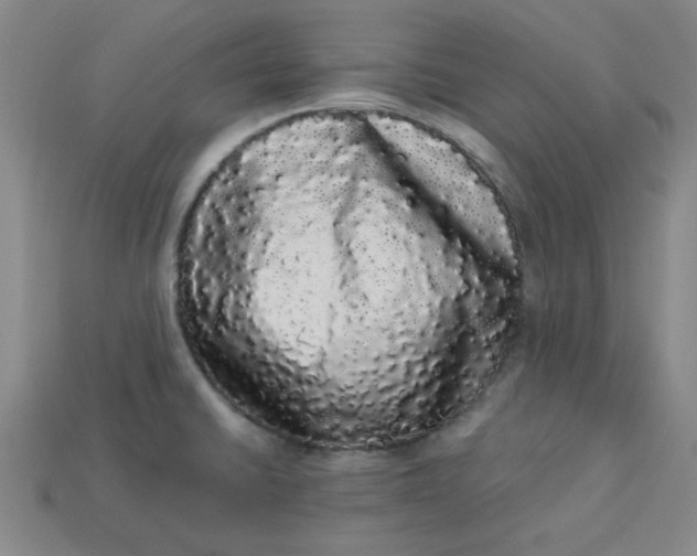 X0000113981430200910161612