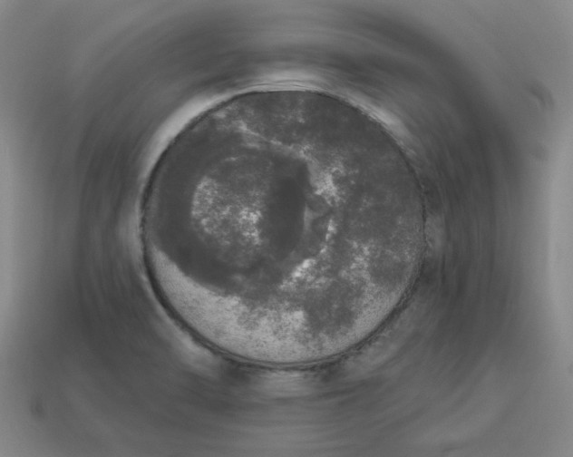 X0000113981470200910161611