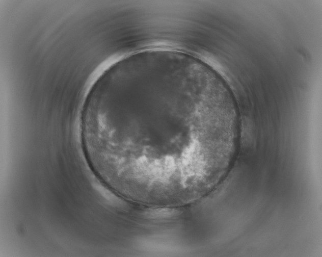 X0000113981474200910161611