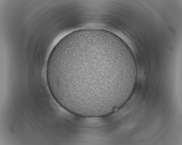 X0000113981486200910161611