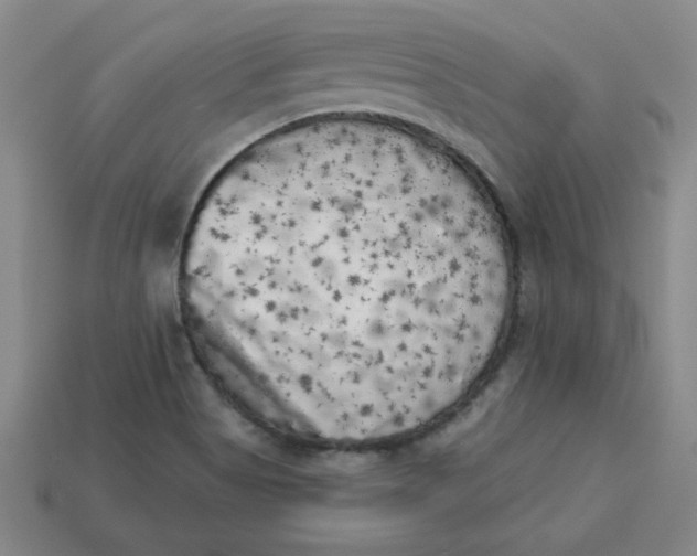 X0000113981513200910161610