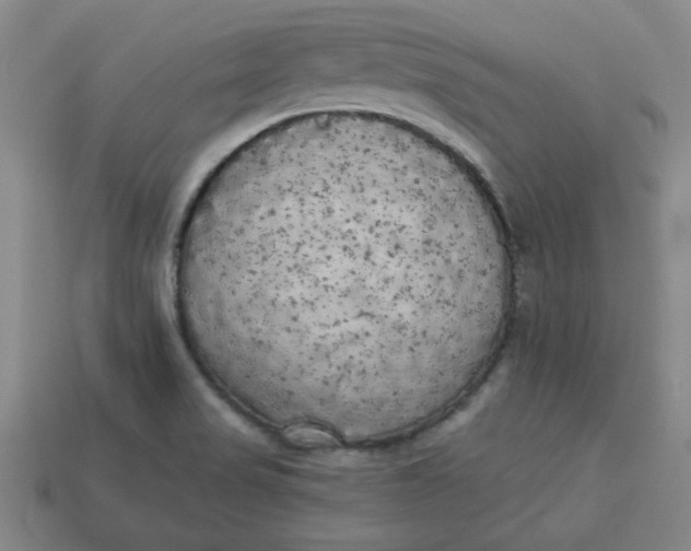 X0000113981517200910161610