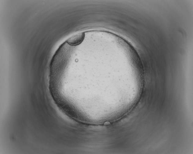 X0000113981526200910161610