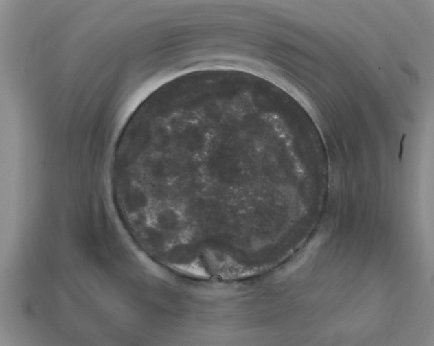 X0000113981533200910161611