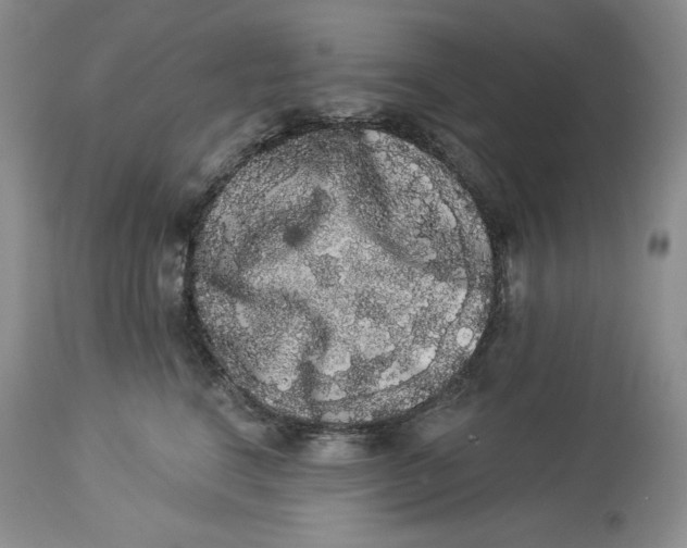 X0000113980664200910231709