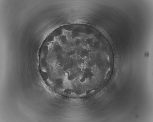 X0000113981031200910231703