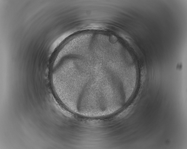 X0000113981066200910231703