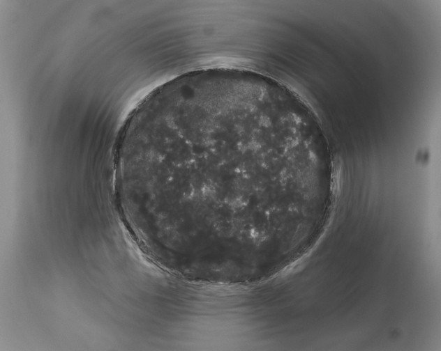 X0000113981117200910231702