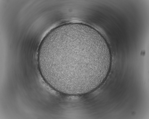 X0000113981190200910231701