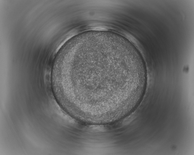 X0000113981194200910231701