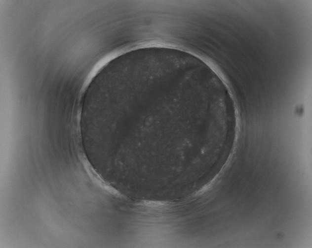 X0000113981246200910231701