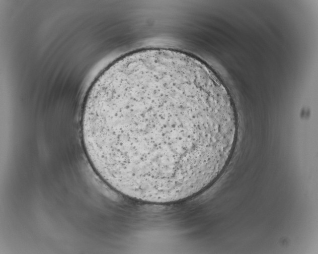 X0000113981248200910231701