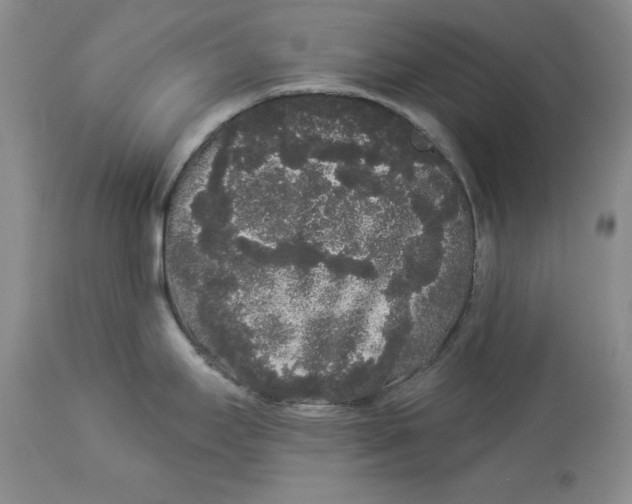 X0000113981295200910231700