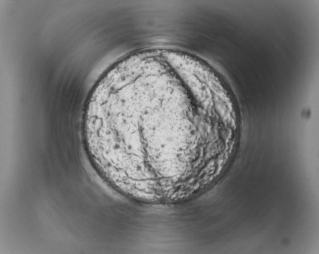 X0000113981333200910231659