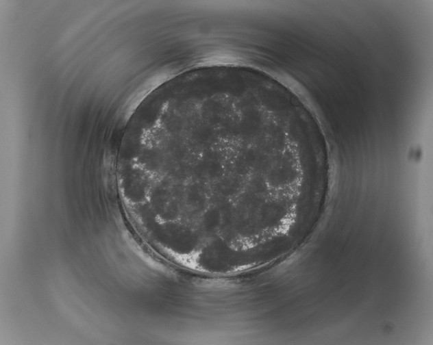 X0000113981337200910231700