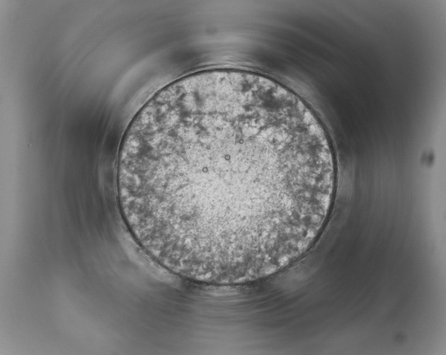 X0000113981338200910231700