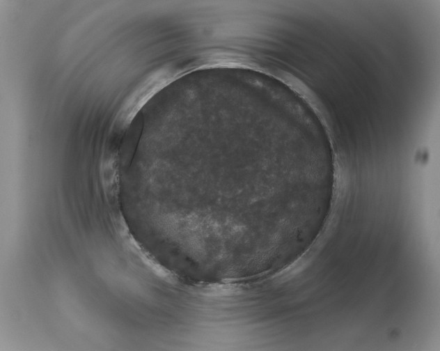 X0000113981385200910231658