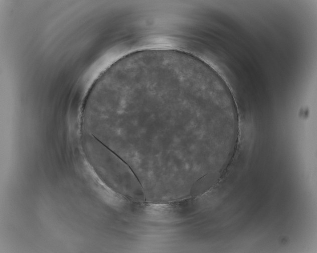 X0000113981477200910231657