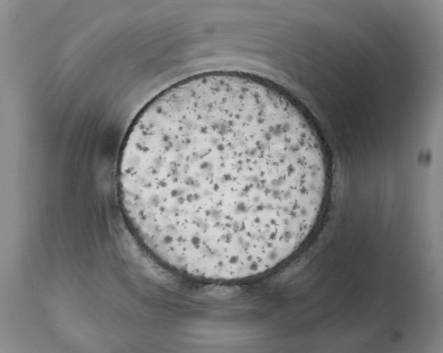 X0000113981513200910231656