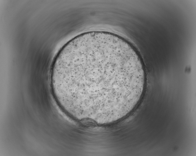 X0000113981517200910231656