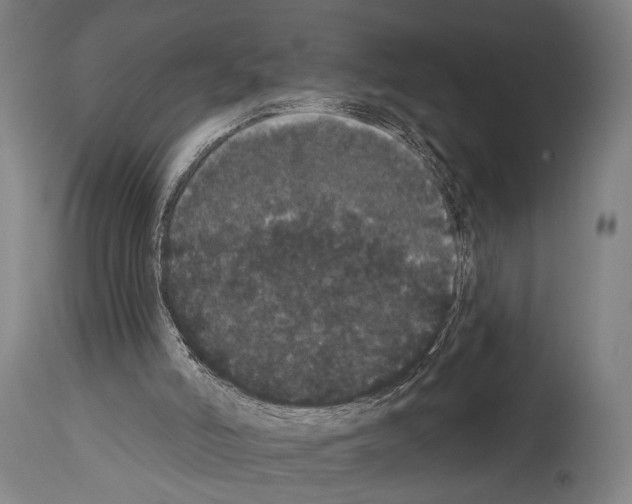 X0000113980006200911131106