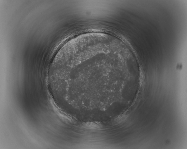 X0000113980386200911131100