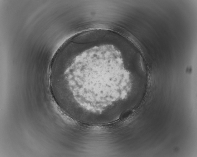 X0000113981124200911131049