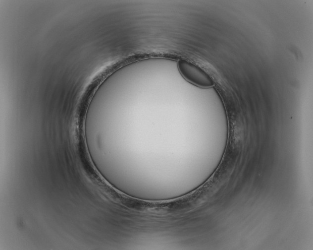 X0000113990680200910021010