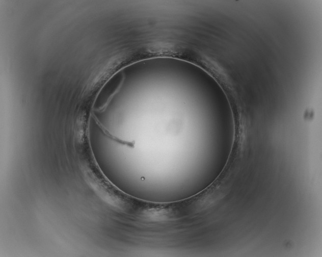 X0000113990065200910021233