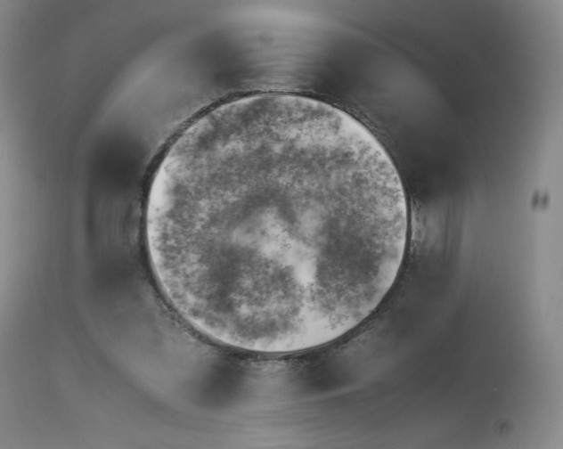 X0000113990301200910021230