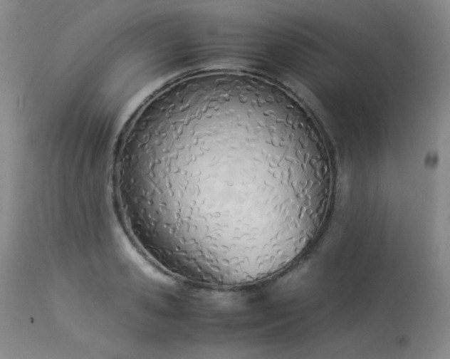 X0000113990941200910021219