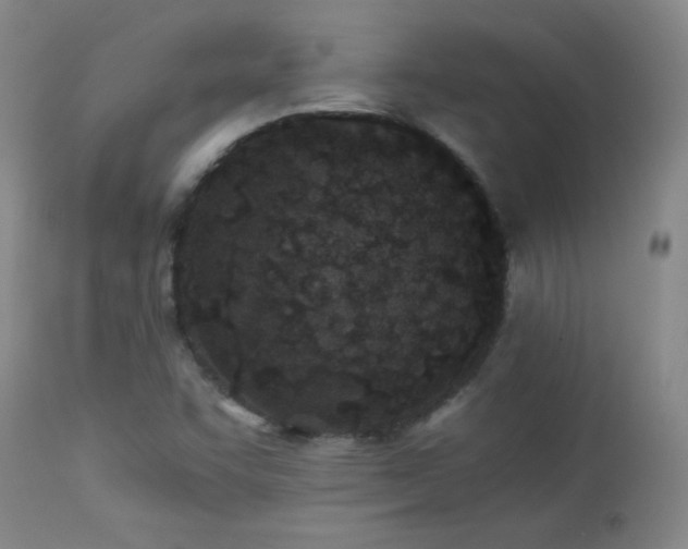 X0000113991455200910021211
