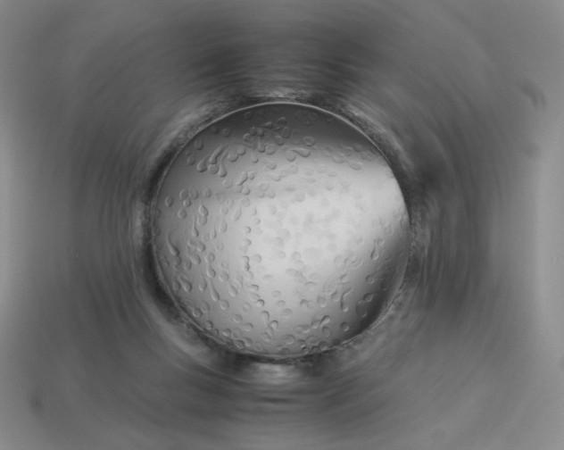 X0000113990167200910161655