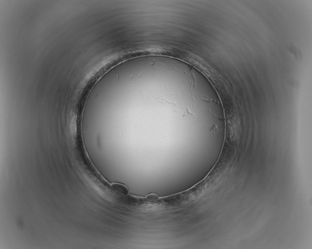 X0000113990350200910161652