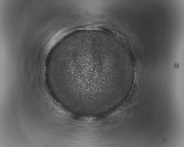 X0000113990295200910231736