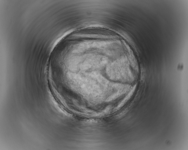 X0000113990806200910231728