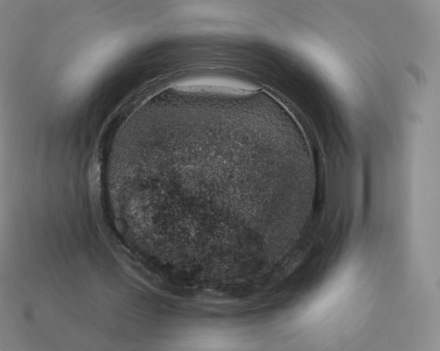 X0000114000387200910161714