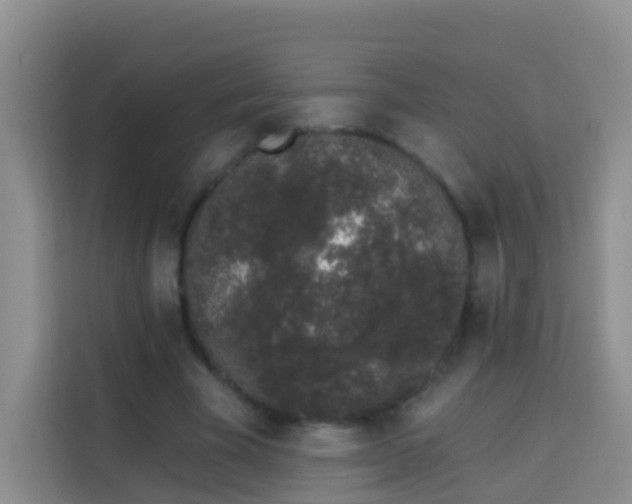 X0000114030585200910021440