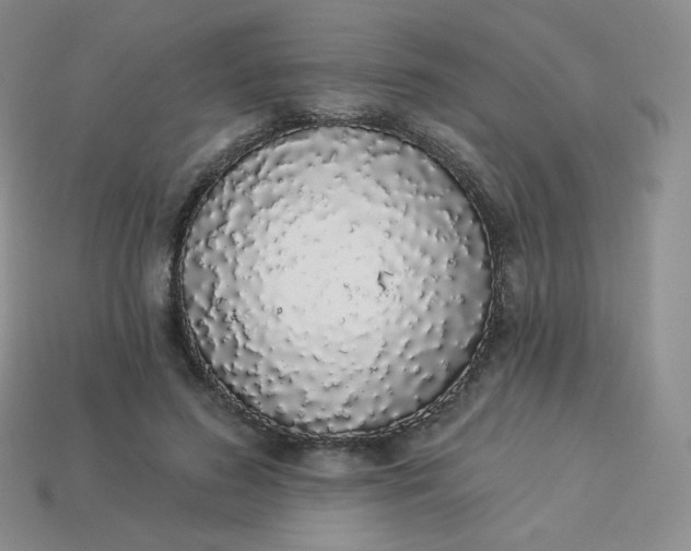 X0000114030596200910161821