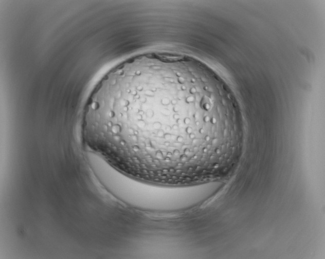 X0000114031296200910161811