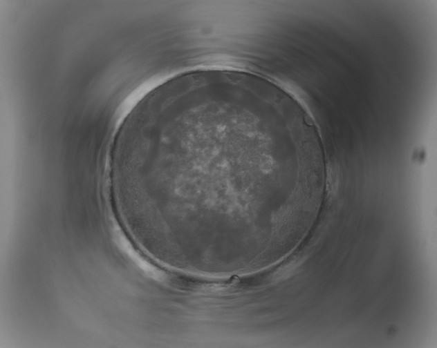X0000114111387200910051502