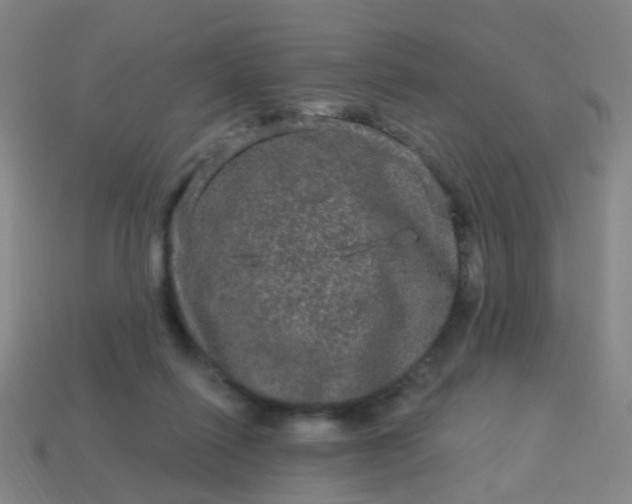 X0000114120262200910191729