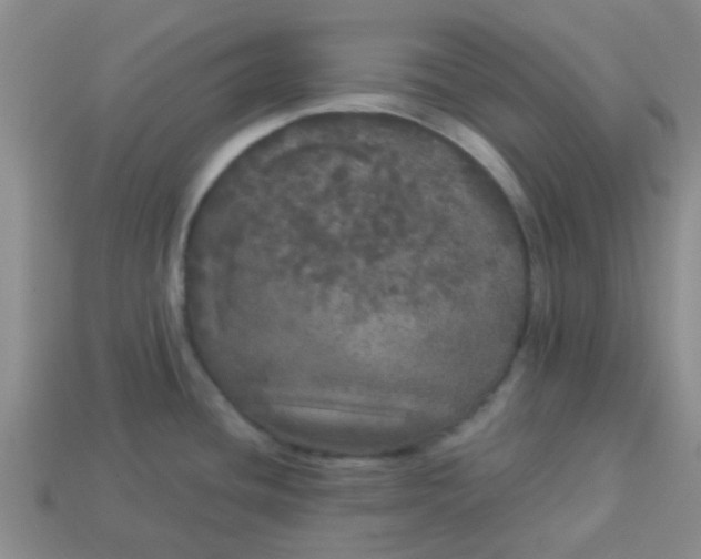 X0000114131436200910221455