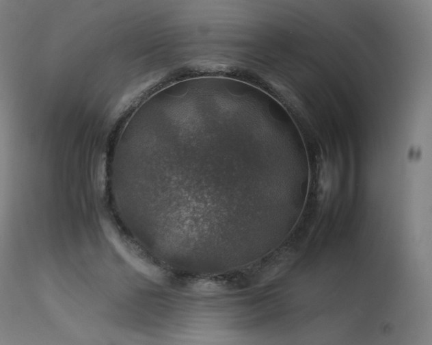 X0000114170494200910081526