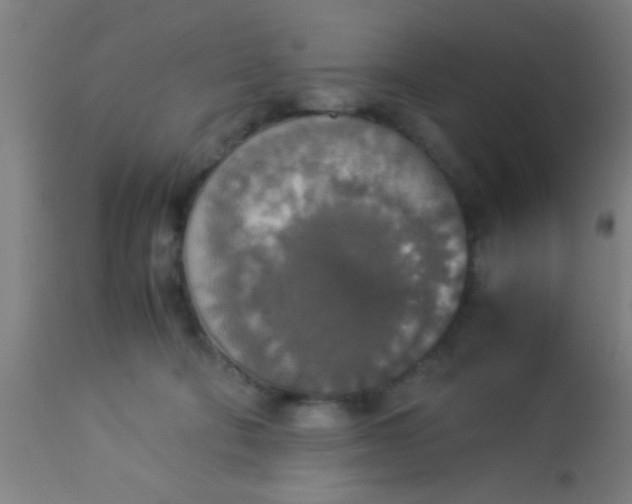 X0000114170322200910221657